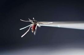 Fièvre jaune : premier décès en Guyane depuis 19 ans