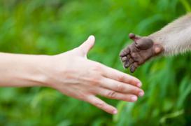 L'animal au secours de la santé humaine 