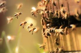  Covid-19 : des chercheurs exercent des abeilles à détecter le virus