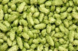 Le houblon est peut-être la clé pour contrer le syndrome métabolique