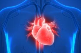 Le stress et la colère aggravent l’insuffisance cardiaque 