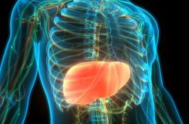 Diabète de type 2 : le foie, nouvelle cible des traitements 