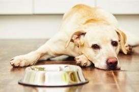 Risque de pandémie mondiale : attention, les chiens pourraient devenir nos pires ennemis