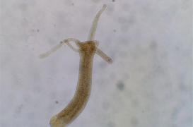 Qu'est-ce que les méduses peuvent nous apprendre sur notre sommeil