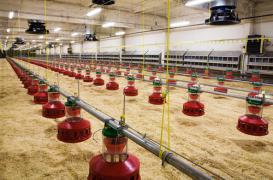 Grippe aviaire : l'abattage a commencé dans 150 communes