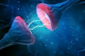 Une nouvelle piste de traitement contre les maladies neurodégénératives 