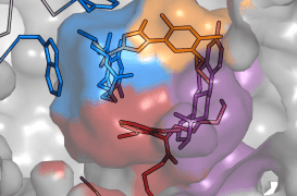 Perturbateurs endocriniens : des avancées dans la compréhension de l’effet cocktail