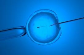 FIV : les embryons congelés augmentent les risques de complications pendant la grossesse 