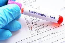 Épidémie de leptospirose à La Réunion : quels sont les risques ?