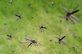 Dans le Sud-est, le risque de contracter une maladie tropicale diminue