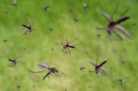 Dengue : en Guadeloupe, la fin d’une “épidémie historique”