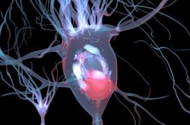 Démence à corps de Lewy : 3 bactéries intestinales pourraient être impliquées