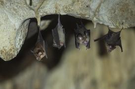 Pourquoi Marburg fait peur