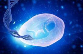 Tumeur, mutations semblables à celles du cancer : les surprises de l’architecture génomique du placenta