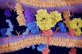 Une nouvelle immunothérapie découverte dans la lutte contre le cancer