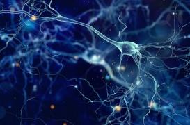 À chaque battement de cœur, le cerveau est secoué