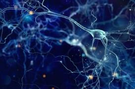 Concentration : comment notre cerveau gère ce qui nous distrait