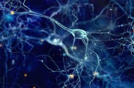 Diabète de type 2 : le rôle de la leptine dans la formation de la maladie