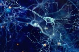 Sclérose en plaques : un nouveau mode de communication entre les cellules 