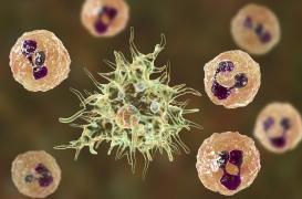 Maladie de Charcot : des protéines anormales dans le liquide céphalo-rachidien des patients