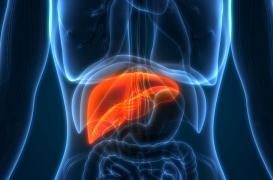La NASH, épidémie de malbouffe qui menace le foie des Français