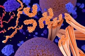 Alzheimer et autres maladies dégénératives : une protéine de « nettoyage » en cause ?