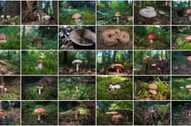 Champignons : l’Anses et la DGS alertent aux intoxications