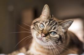 Coronavirus : un deuxième chat testé positif 