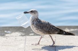 Plasticose : quelle est cette nouvelle maladie liée à l’ingestion de plastique ? 