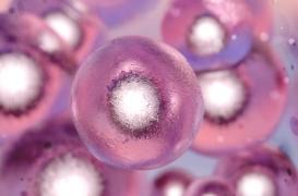 Des embryons chimériques humain-singe créés pour la première fois: enthousiasmant ou inquiétant ?