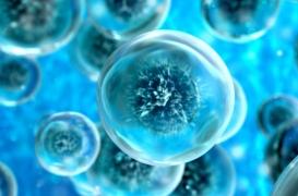 Cancer : des chercheurs reproduisent un mécanisme à l'oeuvre dans la division cellulaire