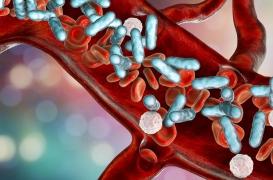 Le microbiote intestinal responsable des surinfections bactériennes