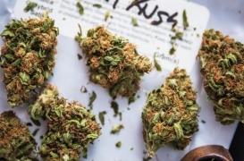 Cannabis thérapeutique : un malade sur deux déclare en avoir consommé avant de conduire