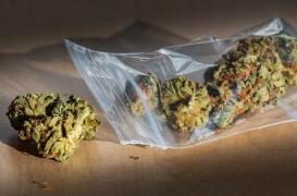 En 20 ans, le taux de substance psychotrope dans le cannabis a triplé !