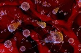 Une bactérie probiotique modifiée peut soigner une infection intestinale courante