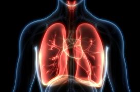 L'arrêt du tabac favoriserait l'apparition de cellules pulmonaires saines