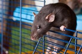 Trois jeunes contaminés par des rats de compagnie : c’est quoi la leptospirose?