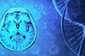 Parkinson, TDAH : des centaines de variations génétiques façonnent le cerveau