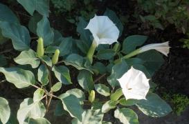 Le datura, la plante toxique qui contamine l’agriculture bio