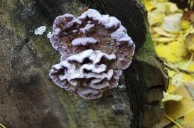 Champignon : un premier cas humain de “feuille d’argent” détecté en Inde