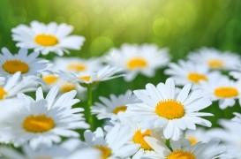 Bientôt de nouveaux antibiotiques à base de plantes ? 