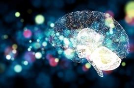 Avoir un “gros cerveau” n’est pas synonyme de meilleure mémoire