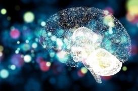 La vitamine E est excellente pour le développement du cerveau