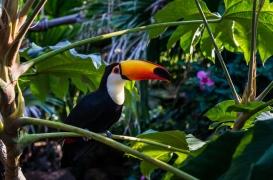 La déforestation amazonienne peut favoriser l'émergence de nouveaux virus pour l'être humain