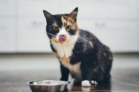 Un chat positif au Covid-19 en France