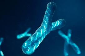 Comment le chromosome Y différencie vraiment les hommes et les femmes