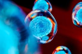 Loi bioéthique : ce qu'elle change pour la recherche sur les cellules souches embryonnaires