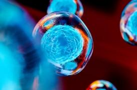 Ostéoporose : des cellules souches pour inverser le processus ?