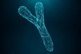 Reproduction, fertilité : pourquoi le décodage du chromosome Y est important