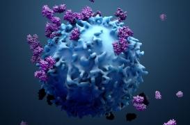 Les hommes plus sensibles à Covid : la faute aux enzymes de conversion de l’angiotensine 